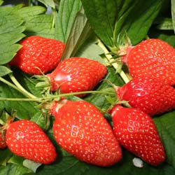 Fragaria vesca Gariguette